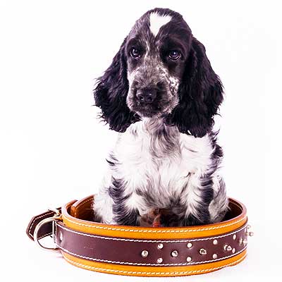 Find a Cocker Image