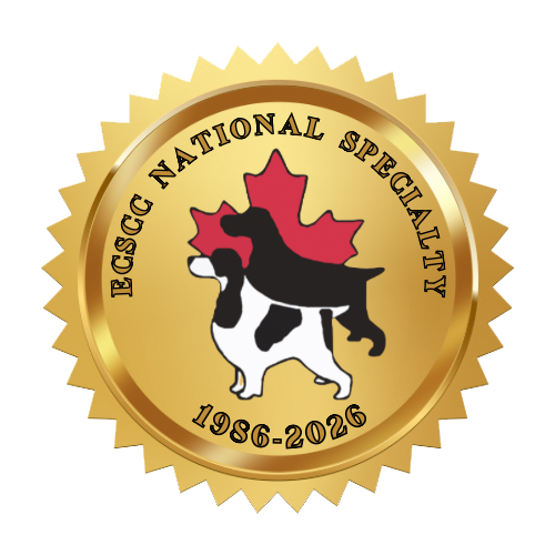 Cocker Spaniel Anglais