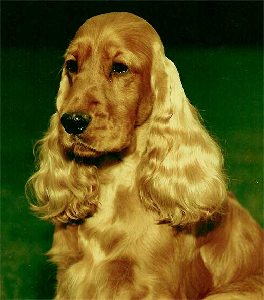 English Cocker Spaniel