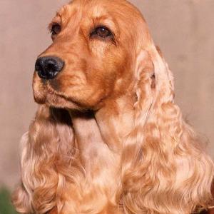 BISS AM/CAN CH. WITTERSHAM’S RHIANNON